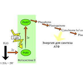 Световая фаза фотосинтеза характеризуется